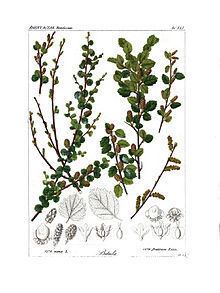 Betula fruticosa httpsuploadwikimediaorgwikipediacommonsthu