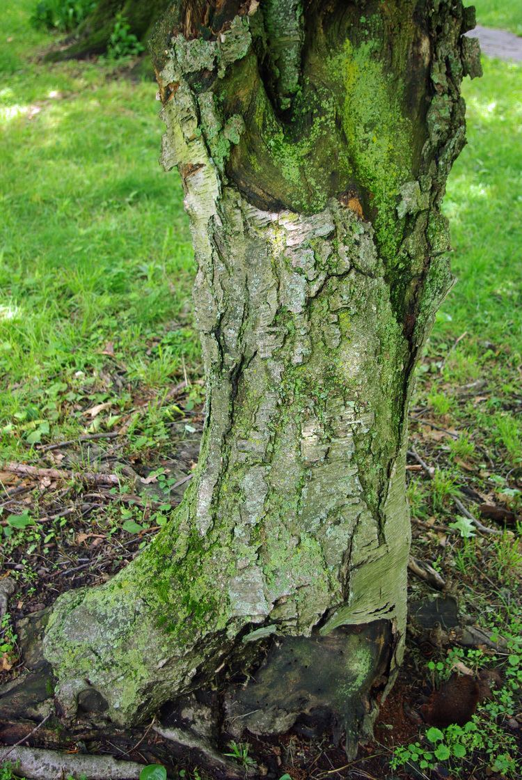Betula grossa FileBetula grossa trunkjpg Wikimedia Commons