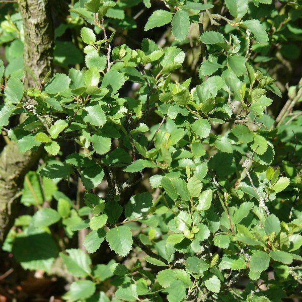 Betula humilis BETULA HUMILIS KAMTSCHATICA Stone Birch