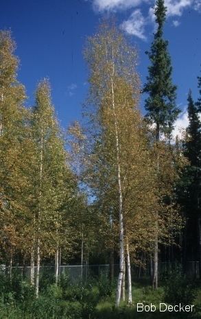 Betula neoalaskana Paper Birch PlantWatch