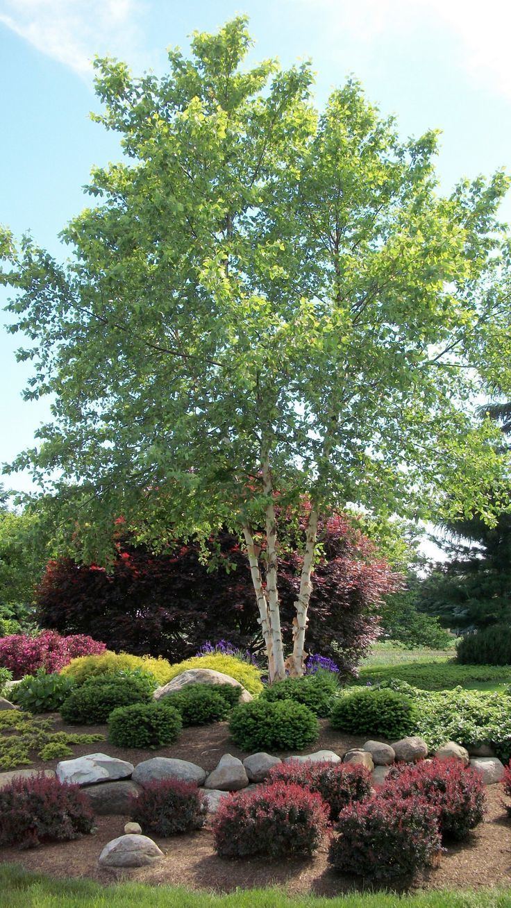 Betula Nigra Alchetron The Free Social Encyclopedia