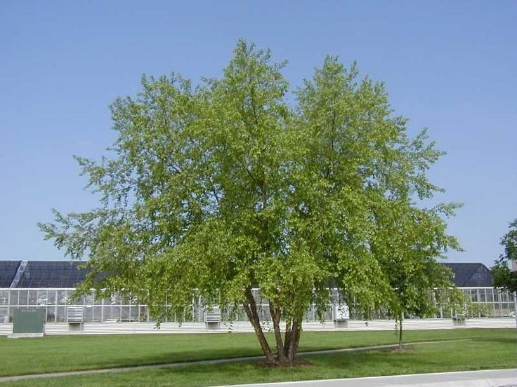 Betula nigra 1000 ideas about Betula Nigra on Pinterest Betula pendula Acer
