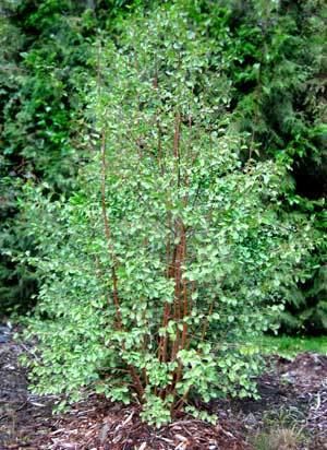 Betula occidentalis Betula occidentalis western water birch