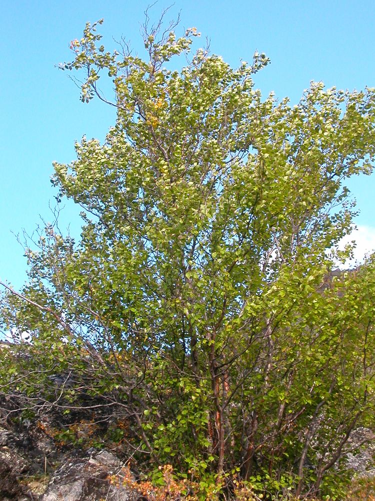 Betula occidentalis Betula occidentalis