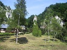 Betula oycoviensis httpsuploadwikimediaorgwikipediacommonsthu