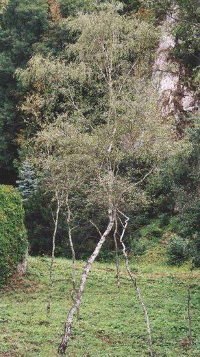 Betula oycoviensis Betula oycoviensis brzoza ojcowska
