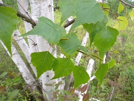 Betula Populifolia - Alchetron, The Free Social Encyclopedia