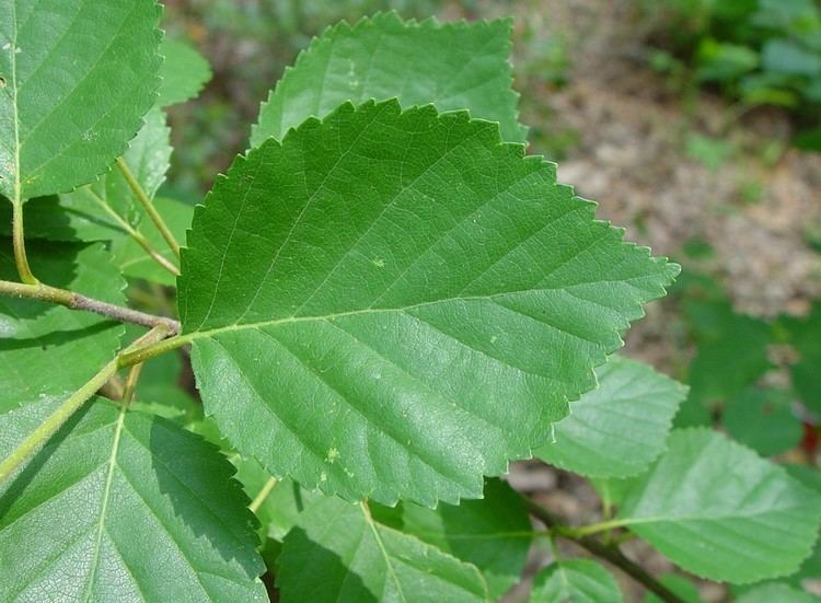 Betula pumila - Alchetron, The Free Social Encyclopedia