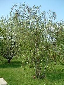 Betula raddeana httpsuploadwikimediaorgwikipediacommonsthu