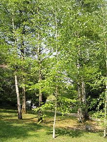 Betula szechuanica httpsuploadwikimediaorgwikipediacommonsthu