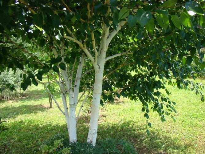 Betula utilis Betula utilis Jacquemontii Himalayan White Barked Birch Tree