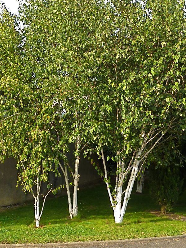 Betula utilis 1000 images about Betula utilis 39Doorenbos39 on Pinterest Gardens