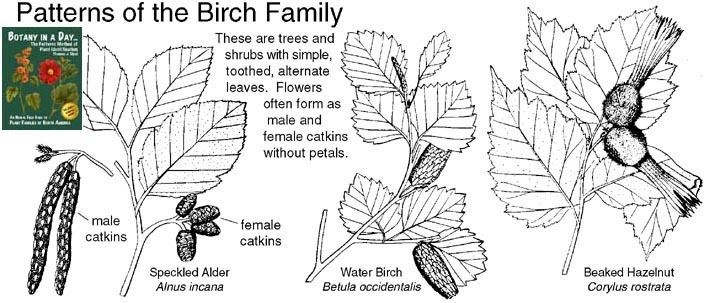 Betulaceae Betulaceae Birch Family Identify plants flowers shrubs and trees