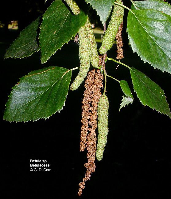Betulaceae wwwbotanyhawaiiedufacultycarrimagesbetsp5