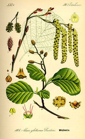 Betulaceae Betulaceae Wikipdia