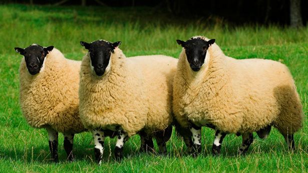 Beulah Speckled Face University under fire for plan to ditch pedigree sheep Farmers Weekly