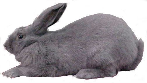 Beveren (rabbit) Beveren Mosaic39s Rabbitry