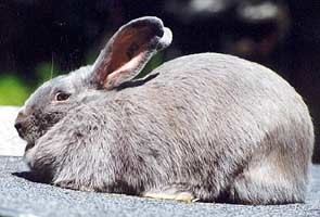Beveren (rabbit) Beveren Rabbits USA Rabbit Breeders