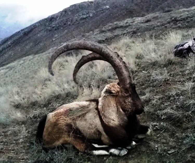 Bezoar ibex Bezoar Ibex Hunting in TURKEY Ahmet ZKAYAN Recep ECER YouTube