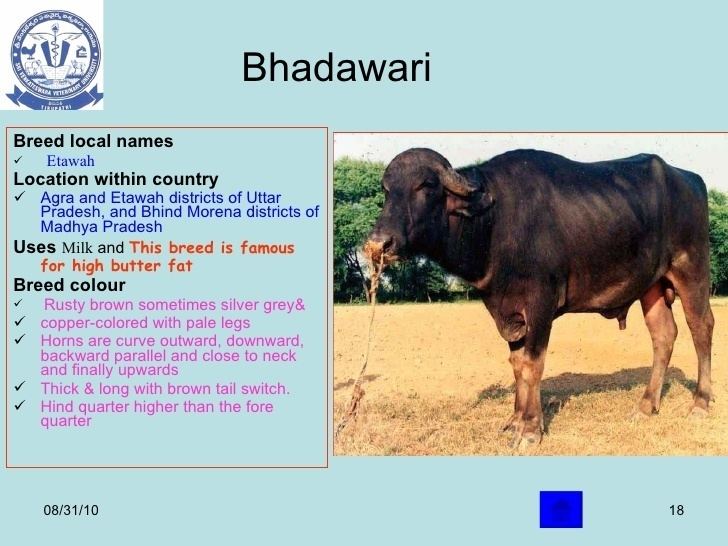 Bhadawari Buffalo breeds 1