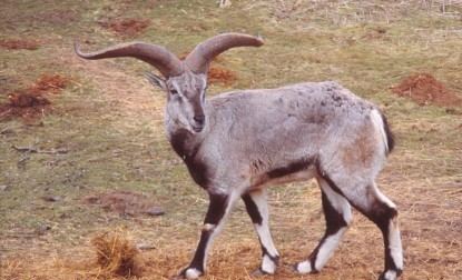 Bharal Bharal or Blue sheep Pseudois nayaur WAZA World Association of