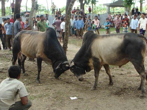 Bhatpara Culture of Bhatpara