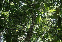 Bhesa ceylanica httpsuploadwikimediaorgwikipediacommonsthu