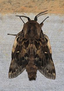 Bhima (moth) httpsuploadwikimediaorgwikipediacommonsthu