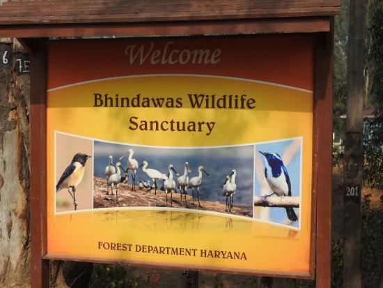 Bhindawas Wildlife Sanctuary Bhindawas Bird Sanctuary Picture of Bhindawas Wildlife Sanctuary