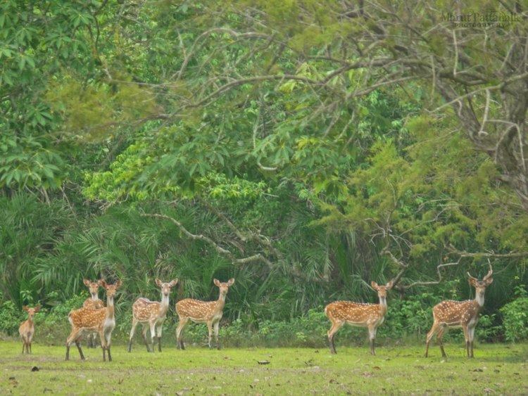 Bhitarkanika Mangroves Bhitarkanika National Park Psyched