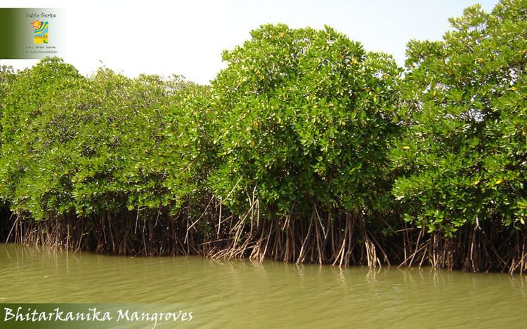 Bhitarkanika Mangroves Odisha Tourism The Bhitarkanika Mangroves are a mangrove wetland