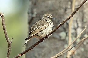Böhm's flycatcher httpsuploadwikimediaorgwikipediacommonsthu