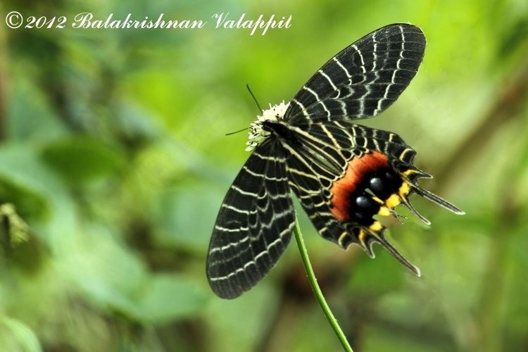 Bhutanitis Butterflies ltbrgt Papilionidae Swallowtails ltbrgt Subfamily