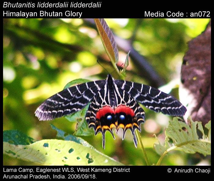 Bhutanitis lidderdalii Bhutanitis lidderdalii Bhutan Glory Butterflies of India