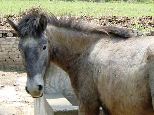 Bhutia Horse wwwhorsebreedspicturescomwpcontentuploads201