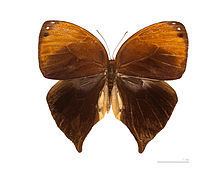 Bia (butterfly) httpsuploadwikimediaorgwikipediacommonsthu