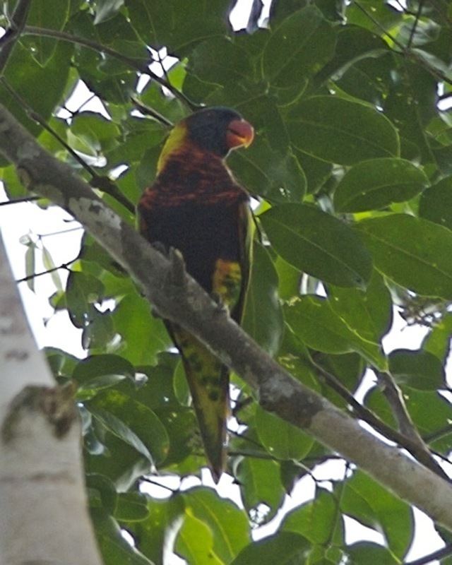 Biak lorikeet httpsuploadwikimediaorgwikipediacommons33