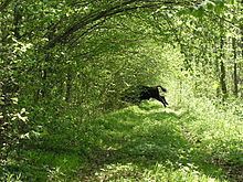 Białowieża Forest httpsuploadwikimediaorgwikipediacommonsthu