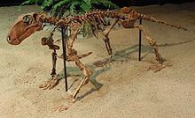 Biarmosuchus httpsuploadwikimediaorgwikipediacommonsthu