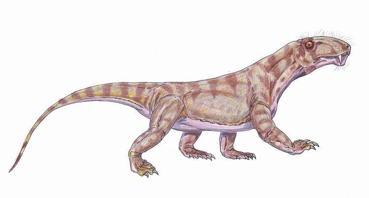 Biarmosuchus FileBiarmosuchusjpg Wikimedia Commons