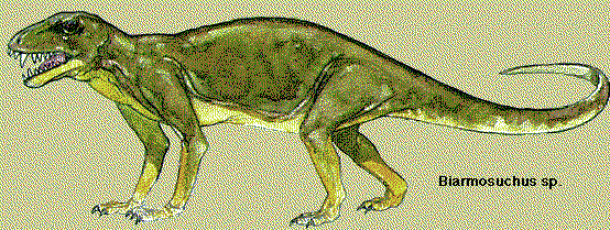 Biarmosuchus Biarmosuchidae
