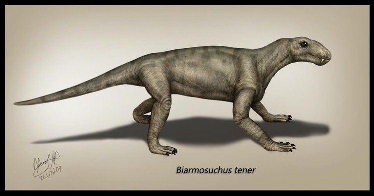 Biarmosuchus Biarmosuchus tener by karkemish00 on DeviantArt