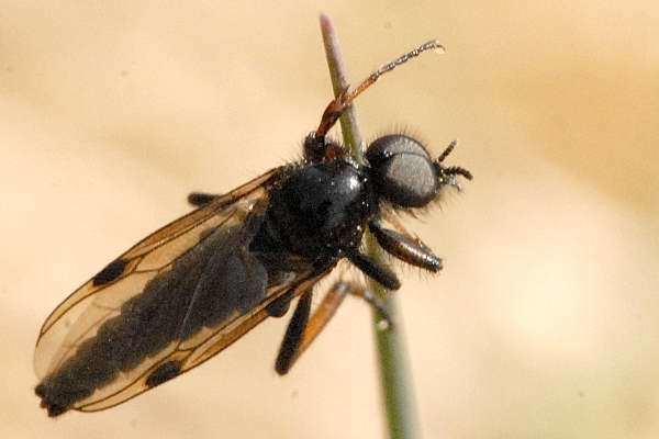 Bibionidae Bibionidae