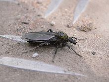 Bibionomorpha httpsuploadwikimediaorgwikipediacommonsthu