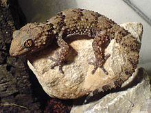 Bibron's gecko httpsuploadwikimediaorgwikipediacommonsthu