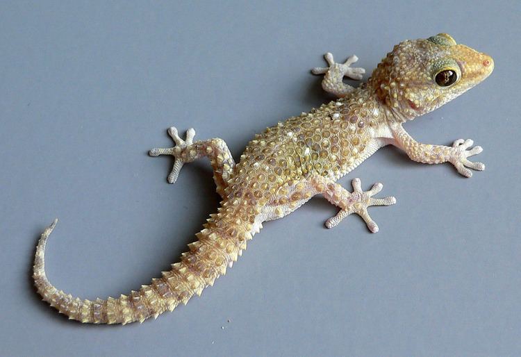 Bibron's gecko Bibron39s gecko Light phase Bibron39s gecko Young female a Flickr