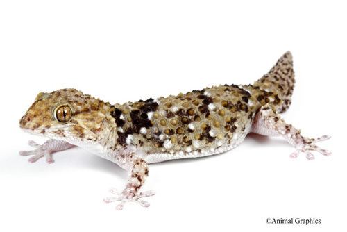 Bibron's gecko bibrons gecko med pachydactylus bibroni Segrest Farms