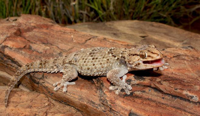 Bibron's gecko Chondrodactylus bibronii Bibron39s gecko