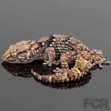 Bibron's gecko Bibron39s Gecko For Sale First Choice Reptiles