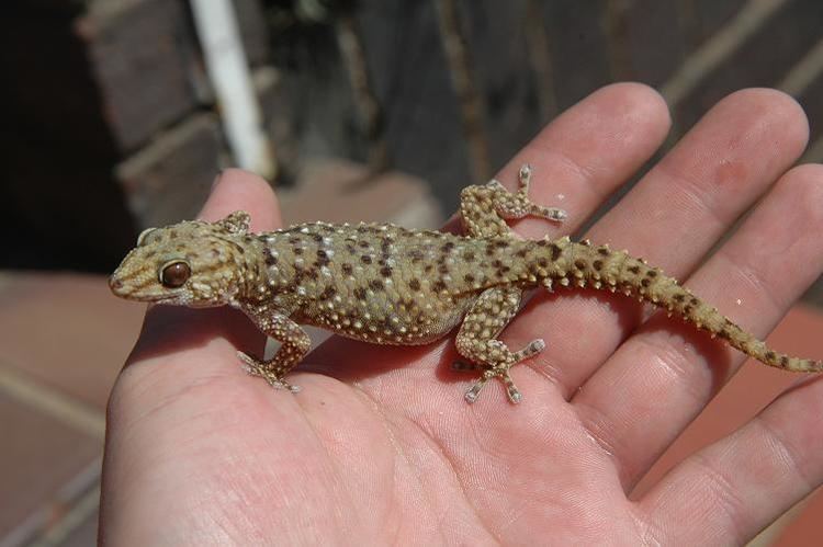 Bibron's gecko SAReptiles View topic Pachydactylus turneri amp bibroni